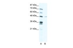 Invitrogen NFIC Polyclonal Antibody 100 &mu;L; Unconjugated:Antibodies,