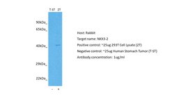 Invitrogen Nkx3.2 Polyclonal Antibody 100 μL; Unconjugated:Antibodies,
