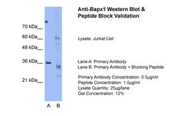 Invitrogen Nkx3.2 Polyclonal Antibody 100 &mu;L; Unconjugated:Antibodies,