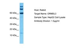 Invitrogen ORMDL3 Polyclonal Antibody 100 &mu;L; Unconjugated:Antibodies,