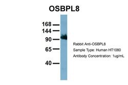 Invitrogen ORP8 Polyclonal Antibody 100 μL; Unconjugated:Antibodies,