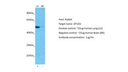 Invitrogen OTUD1 Polyclonal Antibody 100 &mu;L; Unconjugated:Antibodies,