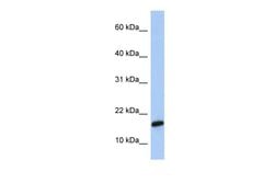 Invitrogen PLGRKT Polyclonal Antibody 100 &mu;L; Unconjugated:Antibodies,