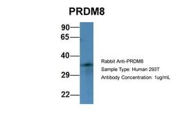 Invitrogen PRDM8 Polyclonal Antibody 100 &mu;L; Unconjugated:Antibodies,