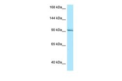 Invitrogen RASGRP1 Polyclonal Antibody 100 &mu;L; Unconjugated:Antibodies,