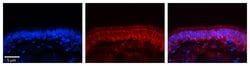Invitrogen RTRAF Polyclonal Antibody 100 &mu;L; Unconjugated:Antibodies,