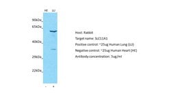 Invitrogen SLC11A1 Polyclonal Antibody 100 &mu;L; Unconjugated:Antibodies,