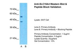 Invitrogen SLC15A4 Polyclonal Antibody 100 &mu;L; Unconjugated:Antibodies,