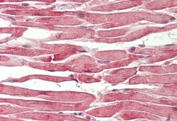 Invitrogen SLIRP Polyclonal Antibody 100 &mu;L; Unconjugated:Antibodies,