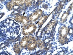 Invitrogen SP140 Polyclonal Antibody 100 &mu;L; Unconjugated:Antibodies,