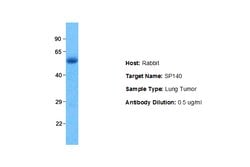 Invitrogen SP140 Polyclonal Antibody 100 &mu;L; Unconjugated:Antibodies,