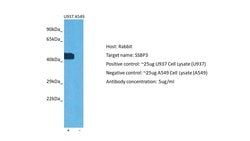 SSBP3 Polyclonal Antibody:Antibodies, Polyclonal
