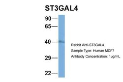 Invitrogen ST3GAL4 Polyclonal Antibody 100 &mu;L; Unconjugated:Antibodies,
