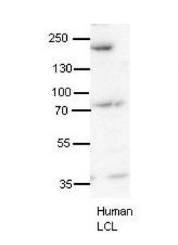 Invitrogen Synaptojanin 1 Polyclonal Antibody 100 &mu;L | Buy Online | Invitrogen&trade; | Fisher Scientific