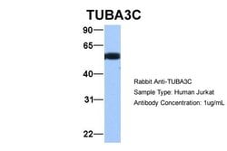 Invitrogen TUBA3C Polyclonal Antibody 100 μL; Unconjugated:Antibodies,