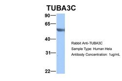 Invitrogen TUBA3C Polyclonal Antibody 100 μL; Unconjugated:Antibodies,