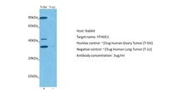 Invitrogen YTHDC1 Polyclonal Antibody 100 &mu;L; Unconjugated:Antibodies,