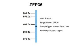 Invitrogen ZFP36 Polyclonal Antibody 100 &mu;L; Unconjugated:Antibodies,