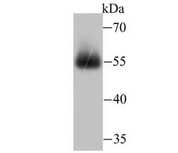 Invitrogen miRFP703 Polyclonal Antibody 100 &mu;L; Unconjugated:Antibodies,