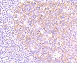 Invitrogen NOD3 Polyclonal Antibody 100 &mu;L; Unconjugated:Antibodies,