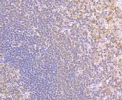 Invitrogen NOD3 Polyclonal Antibody 100 &mu;L; Unconjugated:Antibodies,