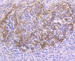 Thermo Scientific CD21 Polyclonal Antibody:Antibodies, Polyclonal