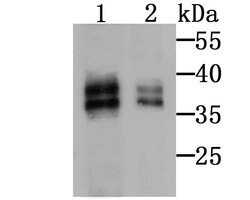 Invitrogen MSI2 Polyclonal Antibody 100 &mu;L | Buy Online | Invitrogen&trade; | Fisher Scientific