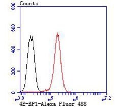 Invitrogen 4EBP1 Polyclonal Antibody 100 μL; Unconjugated:Antibodies,