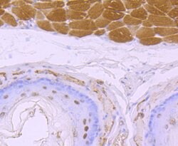 Invitrogen 4EBP1 Polyclonal Antibody 100 μL; Unconjugated:Antibodies,