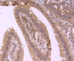 Invitrogen 4EBP1 Polyclonal Antibody 100 μL; Unconjugated:Antibodies,