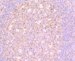 Invitrogen 4EBP1 Polyclonal Antibody 100 μL; Unconjugated:Antibodies,