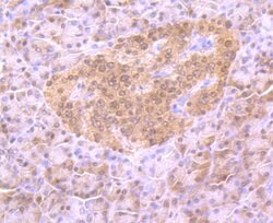 Invitrogen 4EBP1 Polyclonal Antibody 100 μL; Unconjugated:Antibodies,