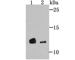 Invitrogen 4EBP1 Polyclonal Antibody 100 μL; Unconjugated:Antibodies,
