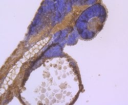 Invitrogen CD127 Polyclonal Antibody 100 &mu;L; Unconjugated:Antibodies,