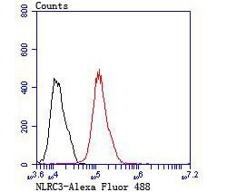 Invitrogen NOD3 Polyclonal Antibody:Antibodies:Primary Antibodies
