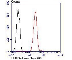 Invitrogen DDIT4 Polyclonal Antibody 100 &mu;L; Unconjugated:Antibodies,