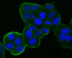 Invitrogen DDIT4 Polyclonal Antibody 100 &mu;L; Unconjugated:Antibodies,
