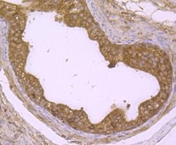 Invitrogen DDIT4 Polyclonal Antibody 100 &mu;L; Unconjugated:Antibodies,