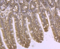 Invitrogen DDIT4 Polyclonal Antibody 100 &mu;L; Unconjugated:Antibodies,