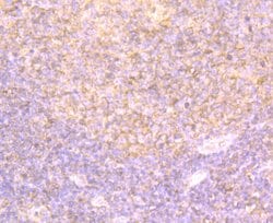 Invitrogen DDIT4 Polyclonal Antibody 100 &mu;L; Unconjugated:Antibodies,