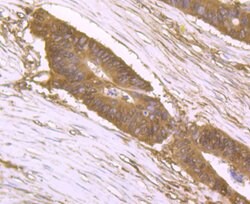 Invitrogen DDIT4 Polyclonal Antibody 100 &mu;L; Unconjugated:Antibodies,