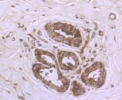 Invitrogen DDIT4 Polyclonal Antibody 100 &mu;L; Unconjugated:Antibodies,