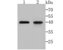 Invitrogen DDIT4 Polyclonal Antibody 100 &mu;L; Unconjugated:Antibodies,
