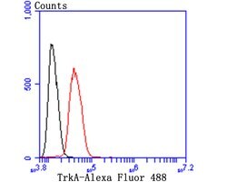 Invitrogen TrkA Polyclonal Antibody 100 μL; Unconjugated:Antibodies,
