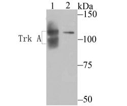 Invitrogen TrkA Polyclonal Antibody 100 μL; Unconjugated:Antibodies,