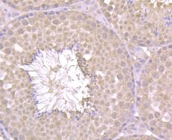 Thermo Scientific PGF Polyclonal Antibody:Antibodies, Polyclonal