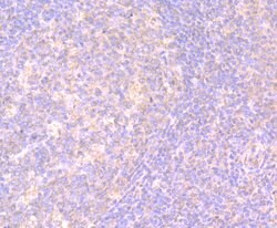 Invitrogen IL-17A Polyclonal Antibody 100 μL; Unconjugated:Antibodies,