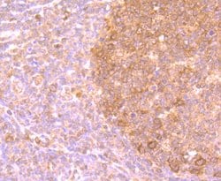 Thermo Scientific PFAS Polyclonal Antibody:Antibodies, Polyclonal
