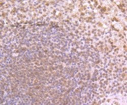 Thermo Scientific PFAS Polyclonal Antibody:Antibodies, Polyclonal
