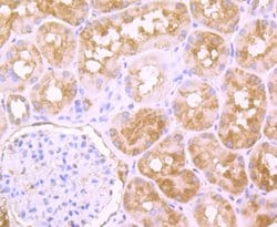 Thermo Scientific PFAS Polyclonal Antibody:Antibodies, Polyclonal